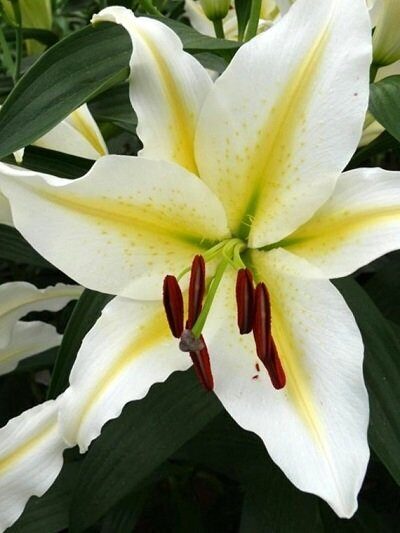 Lilija OR CHILL OUT 3 gab  Junior